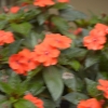 blurry flowers